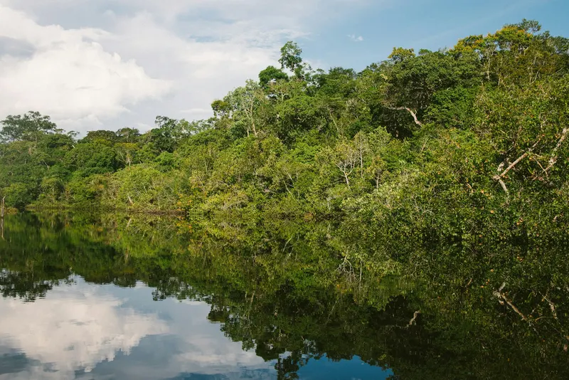 A river in the Amazon rainforest