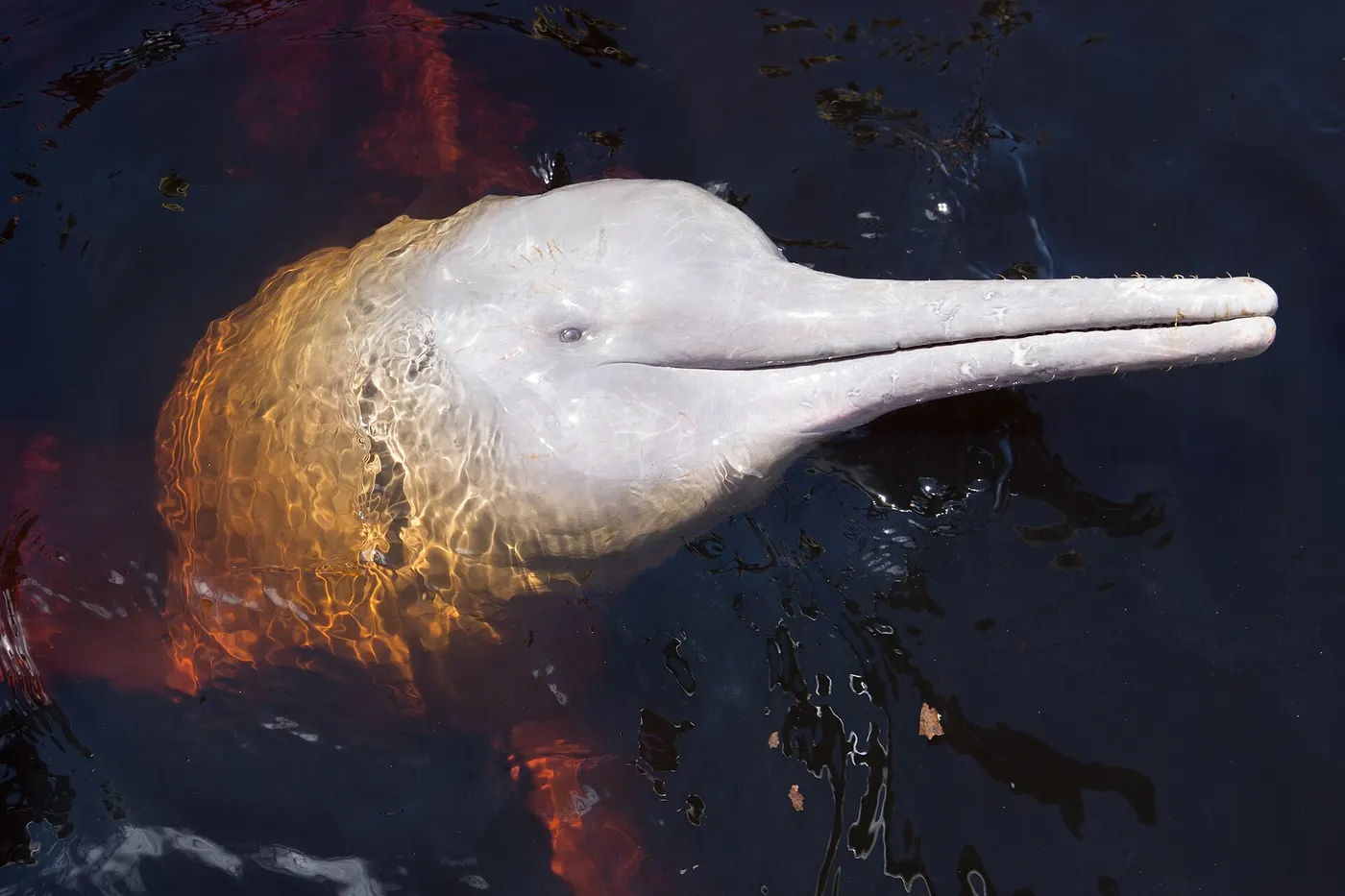 A pink river dolphin surfacing