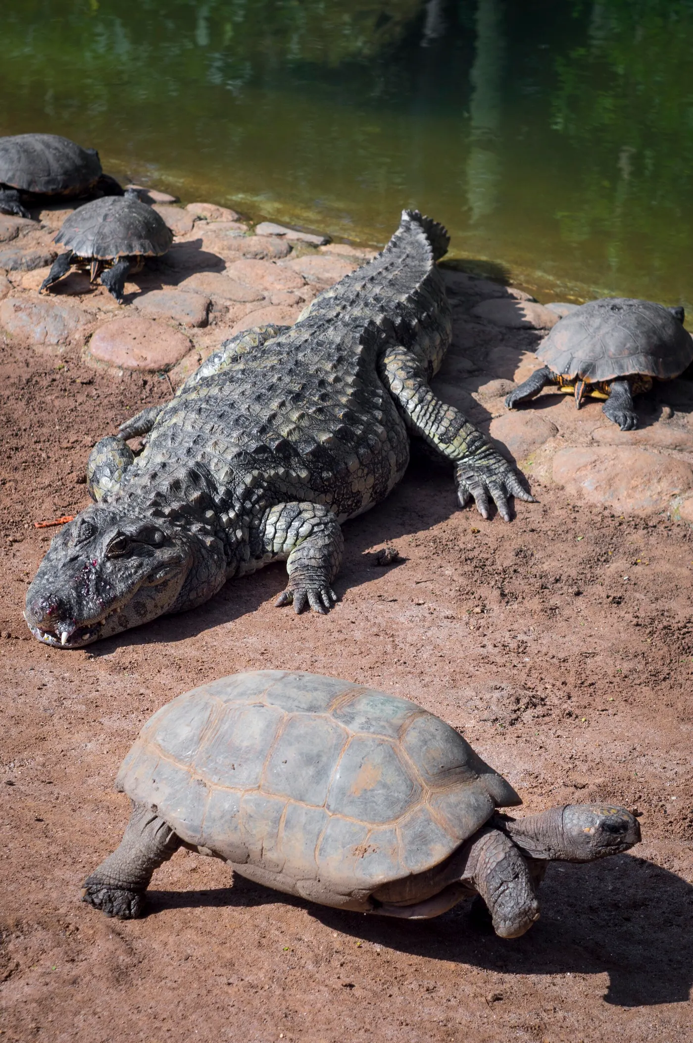 A caiman in the Amazon