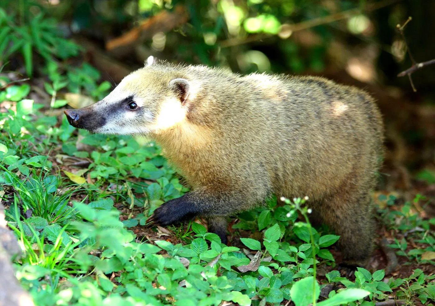 A coati on the trails at Iguaçu