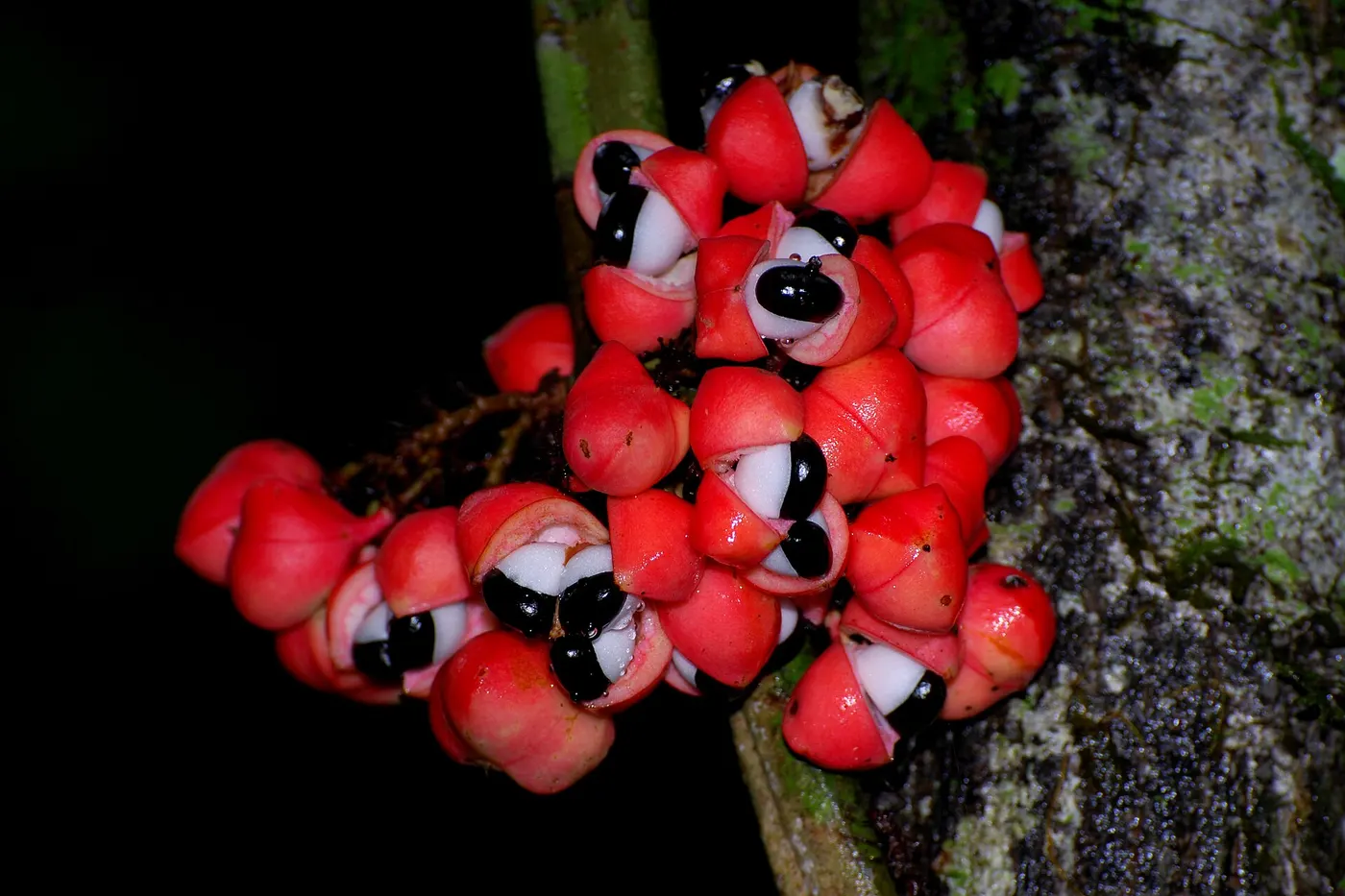 An open guaraná fruit showing its red shell and black seed ringed in white, resembling an eye