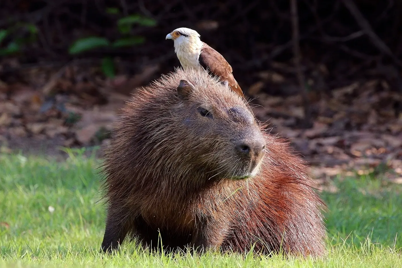 A capybara in the Pantanal wetlands