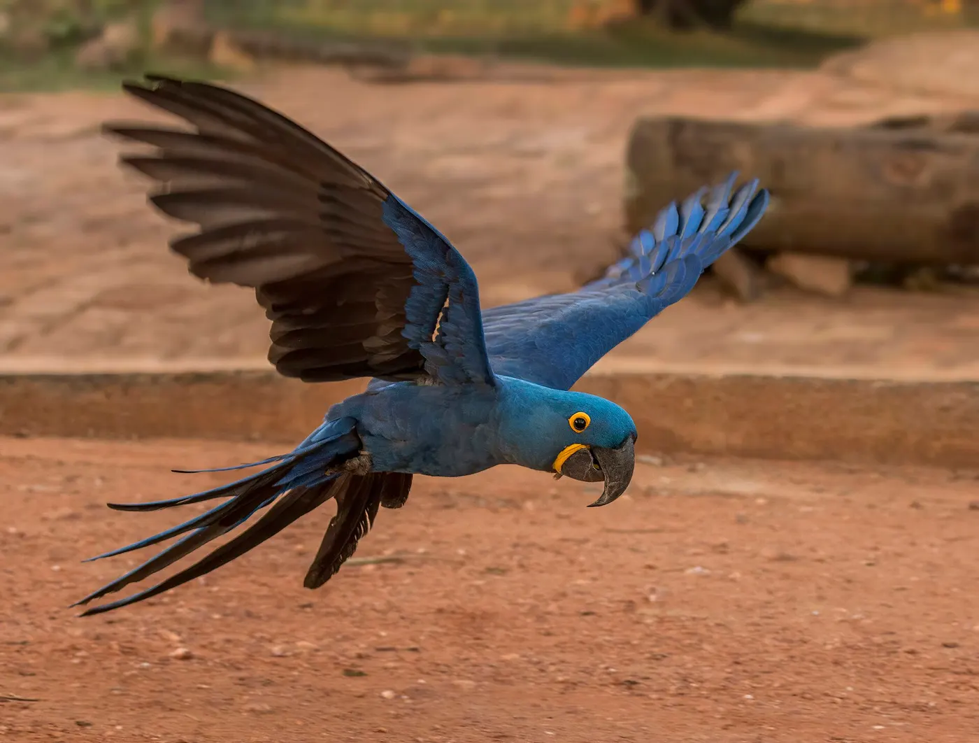 A hyacinth macaw in flight