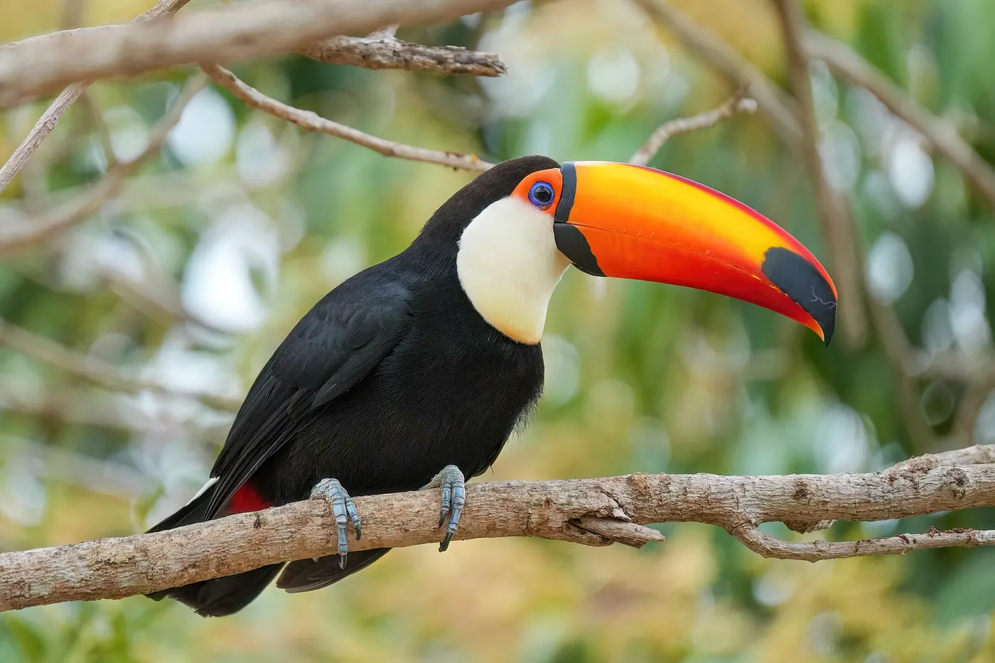 A toucan in the Pantanal