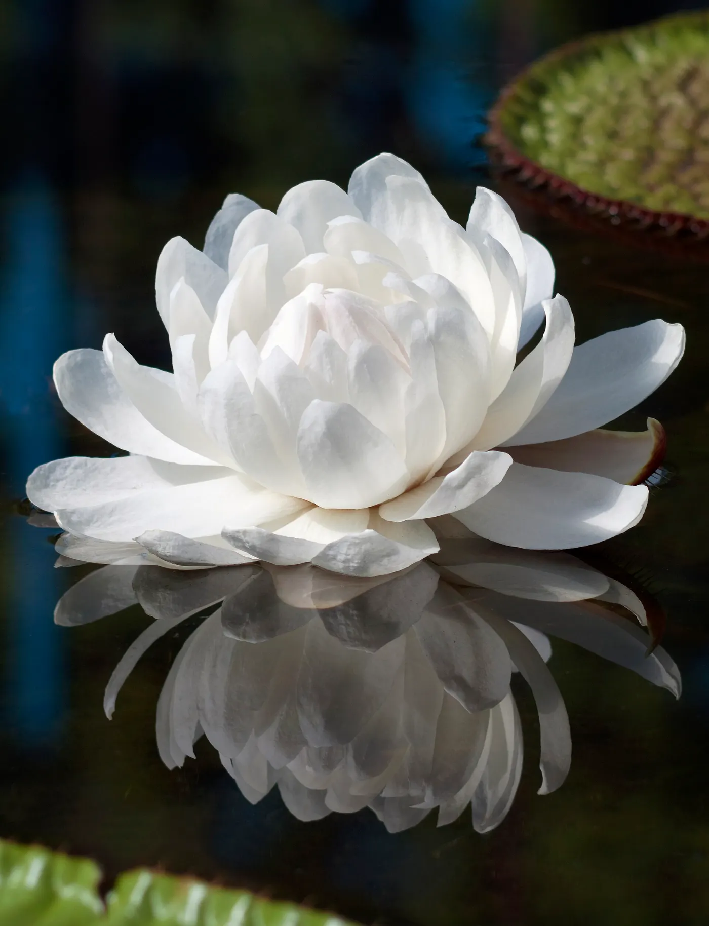 Giant Victoria amazonica water lilies