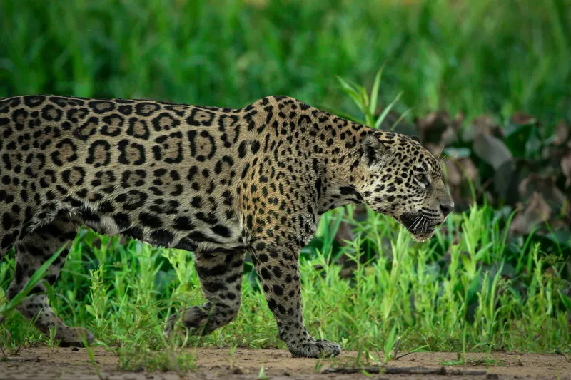 A jaguar in the Pantanal